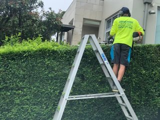 Big Hedges in Lane cove